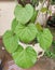 Medicinal plant - Tinospora cordifolia.Â 